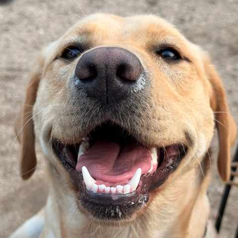 Labrador amarelo a sorrir de boca aberta para a câmara