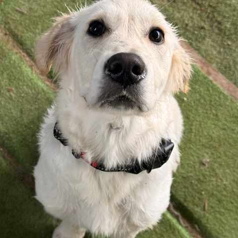 Cachorro branco sentado a olhar para cima