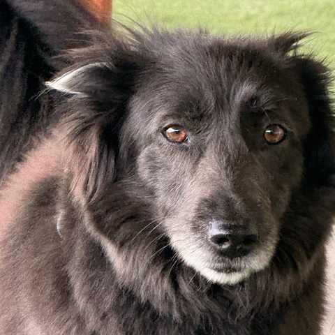 Cão preto de pêlo comprido com olhar sereno