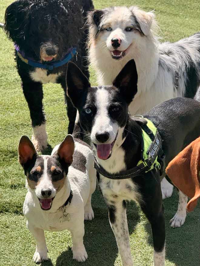 Vários cães juntos a olhar para a câmara