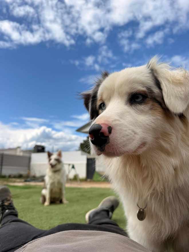 Cão ao colo da equipa, com o espaço ao fundo