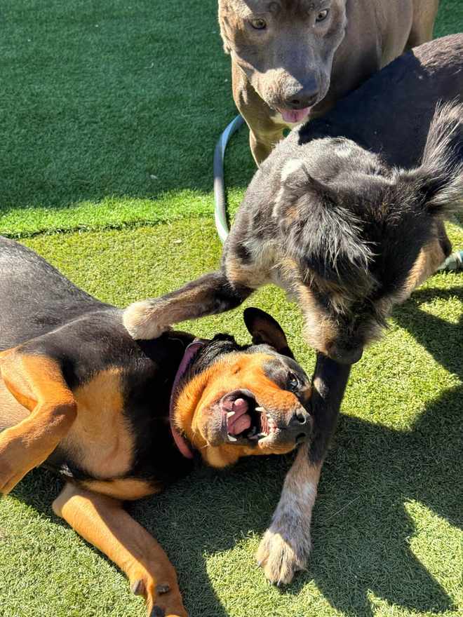 Cães a brincar entre si