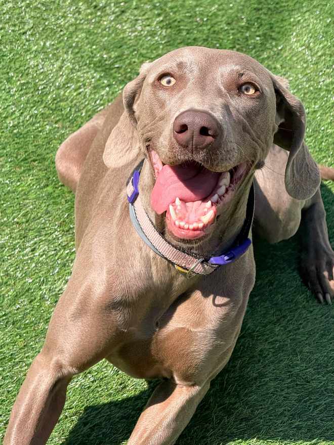 Weimaraner a sorrir deitado na relva