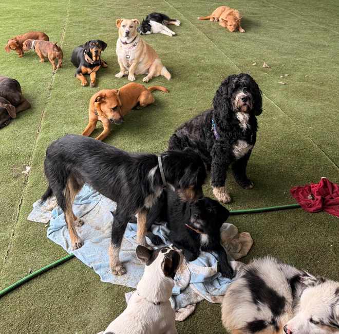 Grupo de cães na relva da Kobe Pet
