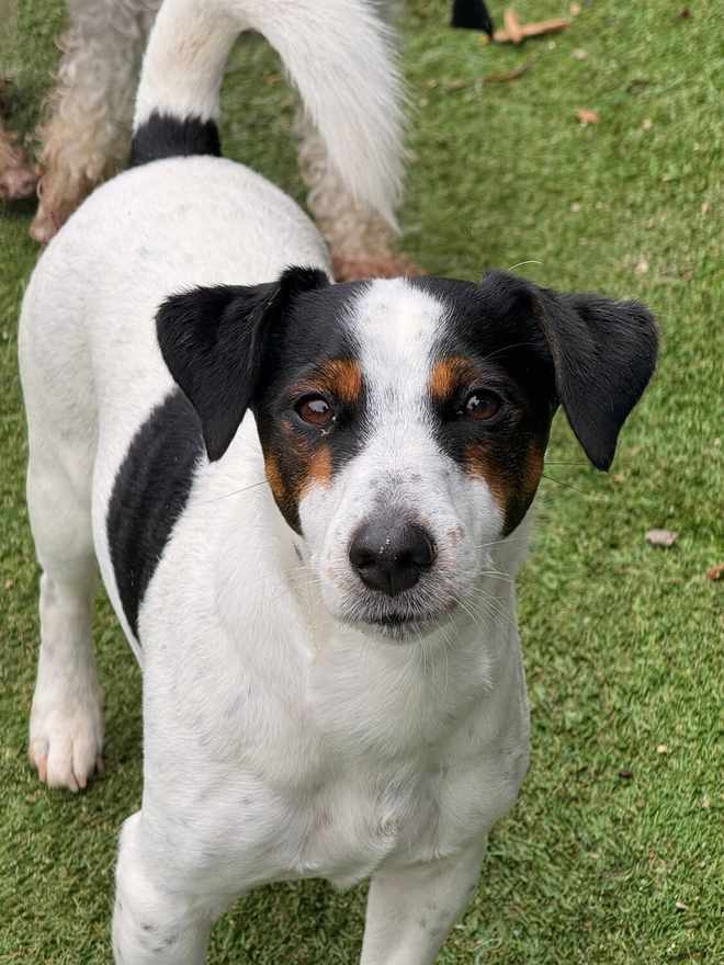 Jack russell a olhar para a câmara
