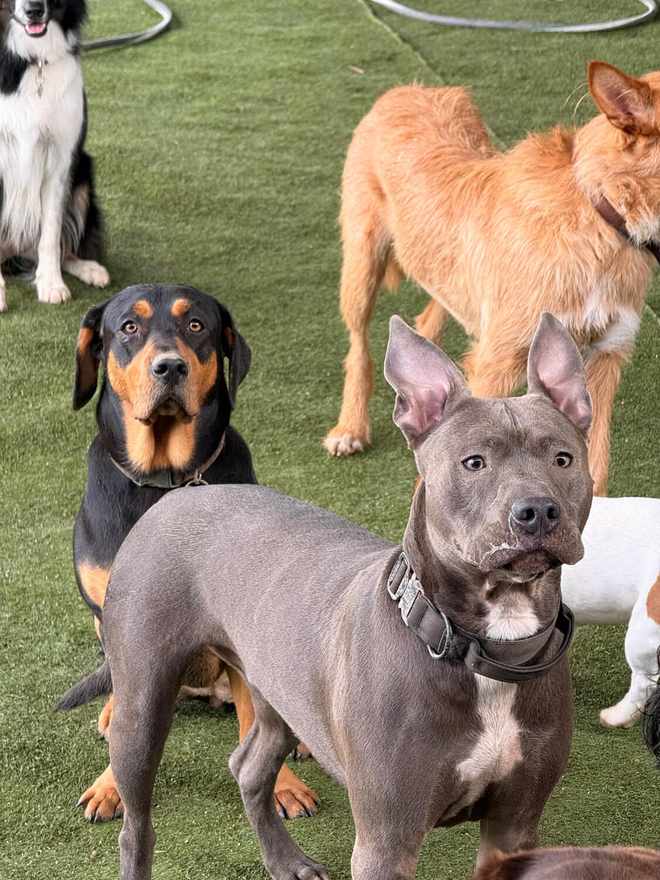 Cães em pé na relva do espaço