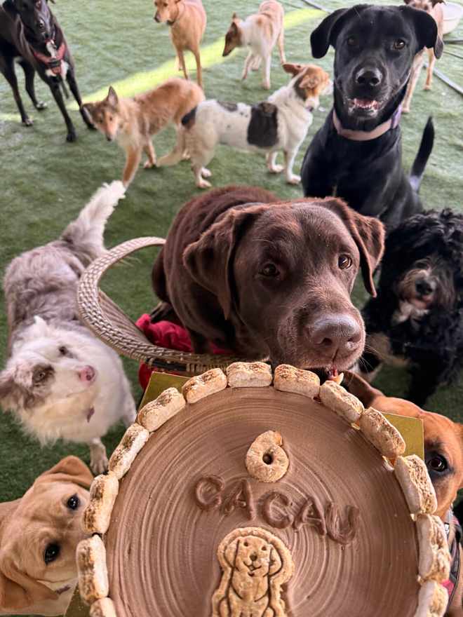 Bolo de aniversário de um cão rodeado pelo grupo