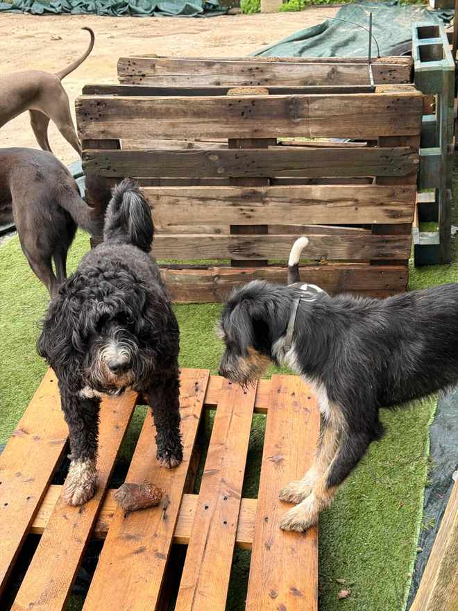 Cães a explorar estruturas de enriquecimento