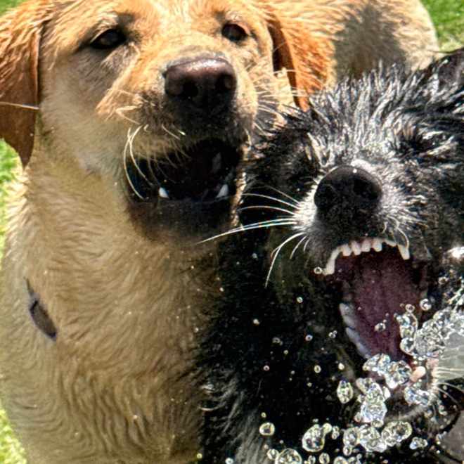 Dois cães molhados a brincar com gotas de água no ar