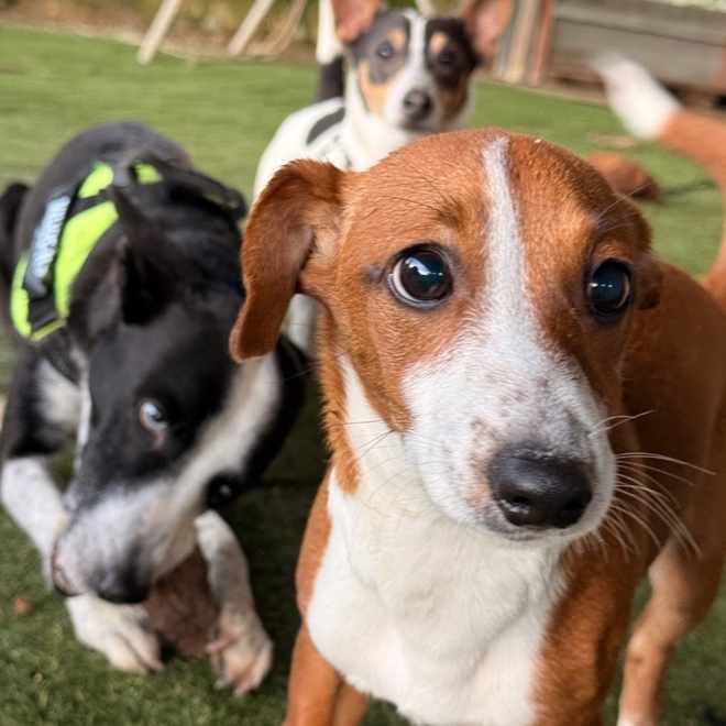 Três cachorros lado a lado a olhar para a câmara