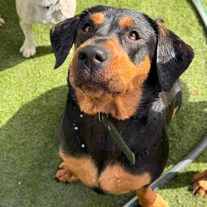 Cachorro rottweiler molhado sentado a olhar para cima, rodeado de amigos