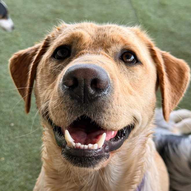 Labrador de coleira lilás a sorrir para a câmara