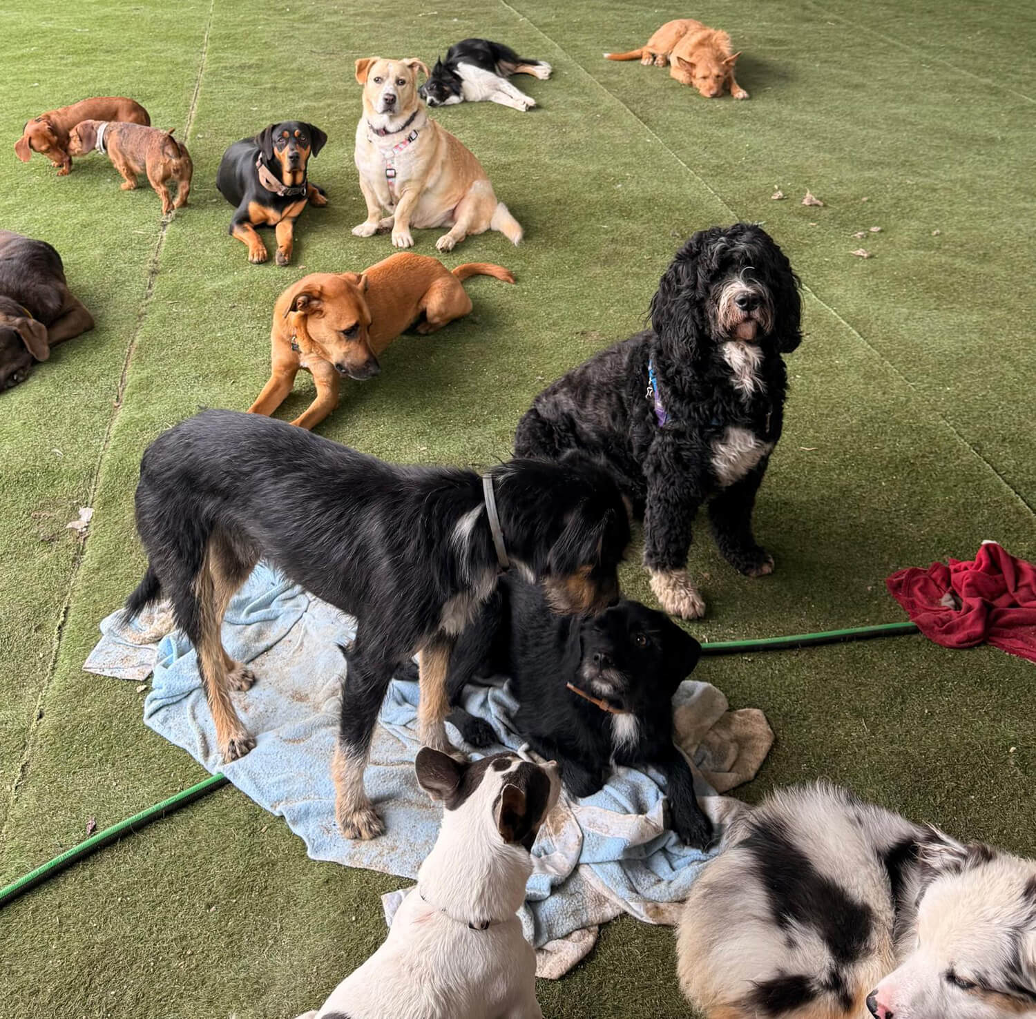 Grupo de cães na relva da Kobe Pet