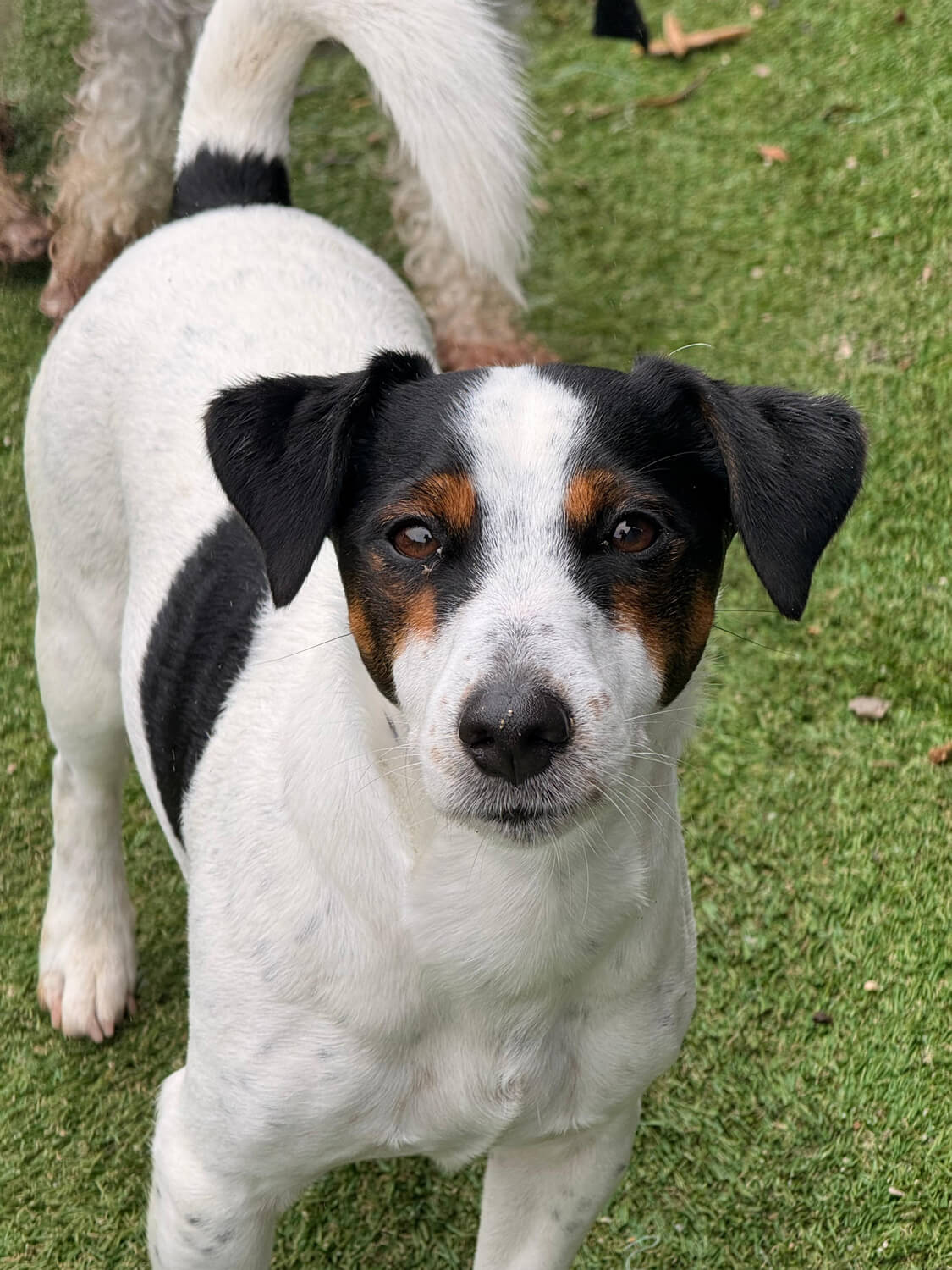 Jack russell a olhar para a câmara