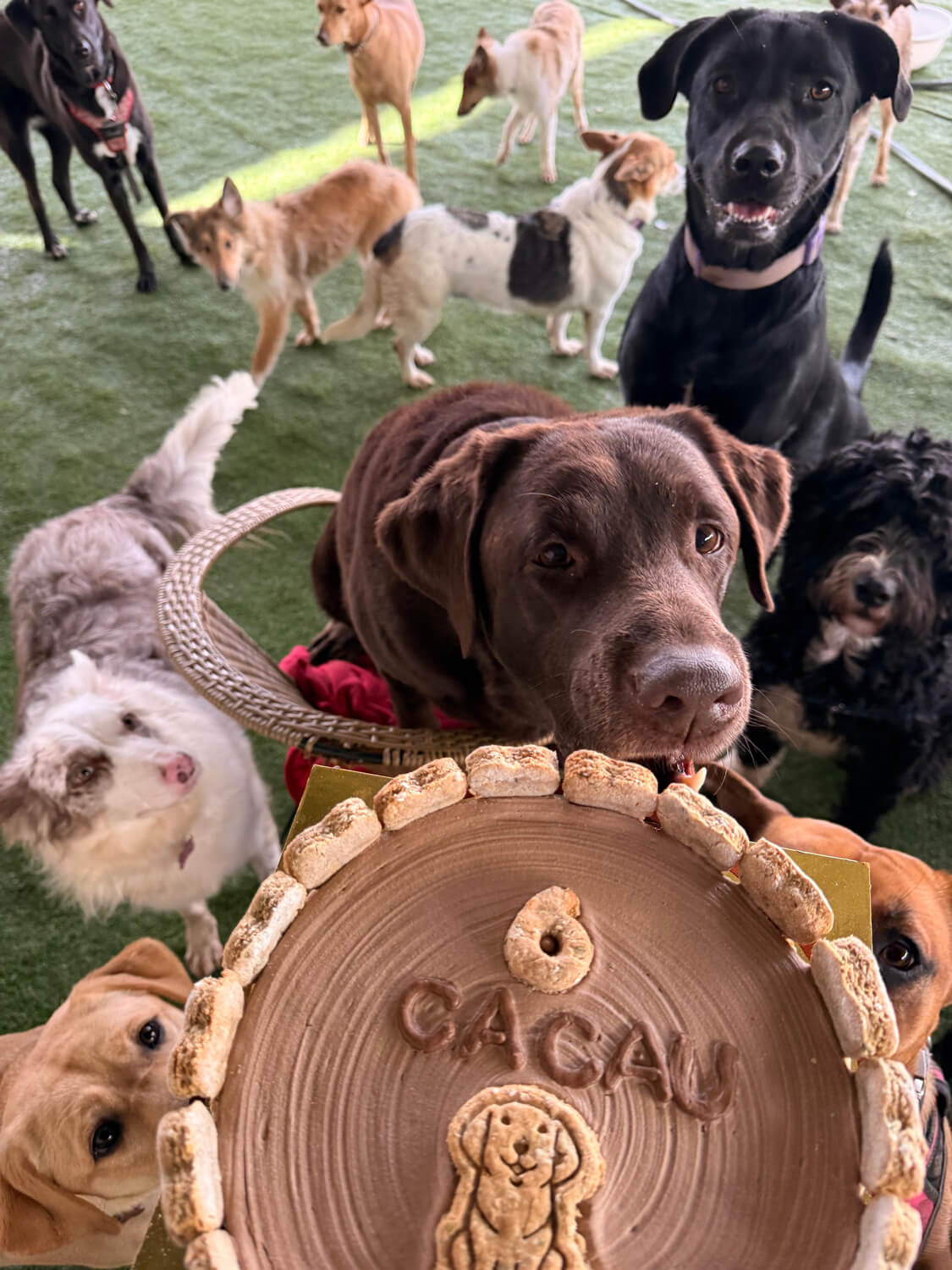 Bolo de aniversário de um cão rodeado pelo grupo