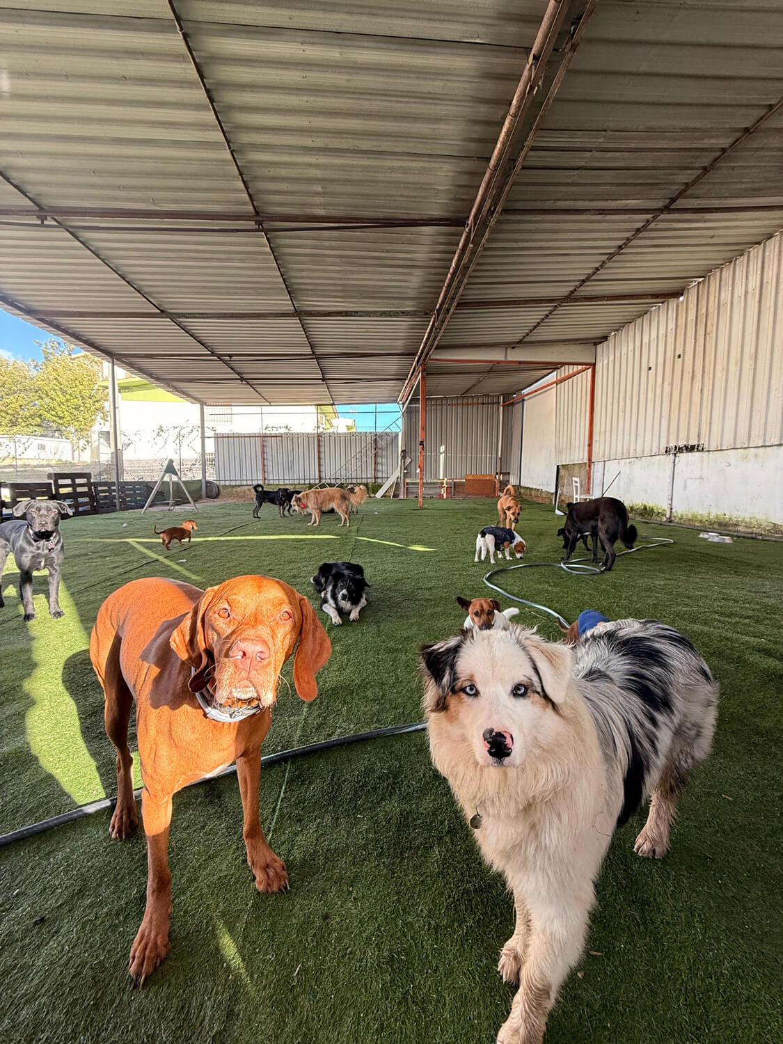 O espaço coberto da Kobe Pet, em relva, com vários cães a conviver